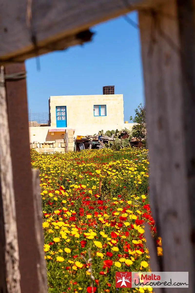 Heldere kleuren komen tot hun recht met het zonnige lenteweer op Gozo.